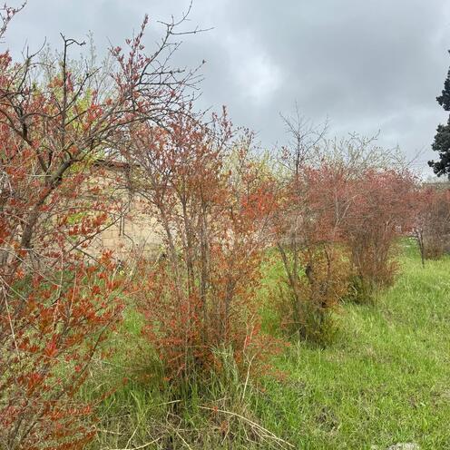 Продаётся  участок 3 сот, пос. Новханы, photo 11 from 29