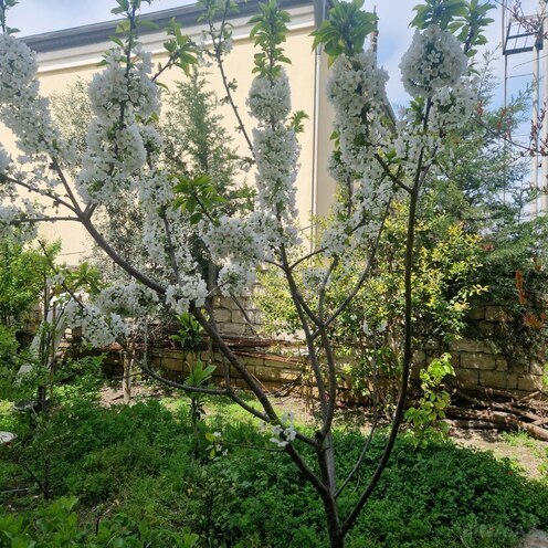 İcarəyə verilir 1 otaqlı həyət evi/bağ evi 37 m², Əhmədli m., photo 9 from 12