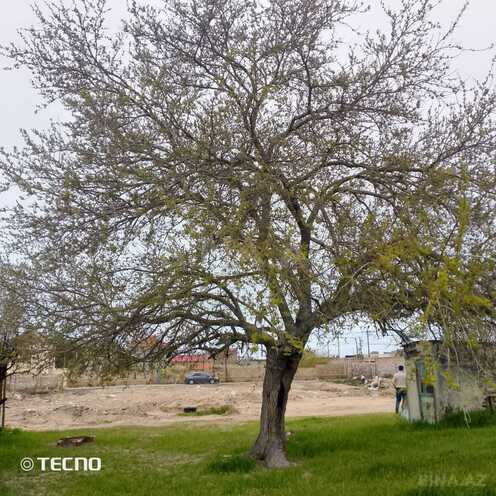 Продаётся  участок 28 сот, пос. Шувеляны, photo 10 from 13