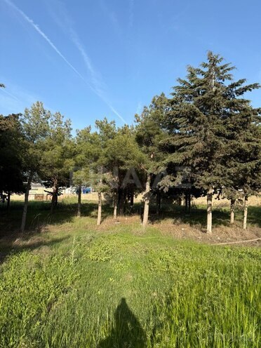 Сдаётся  участок 52 сот, пос. Биладжары, photo 6 from 20