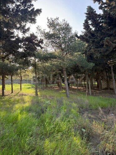 Сдаётся  участок 52 сот, пос. Биладжары, photo 12 from 20