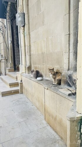 Сдаётся 2-комн. вторичка 55 м², м. Ичеришехер, photo 19 from 20