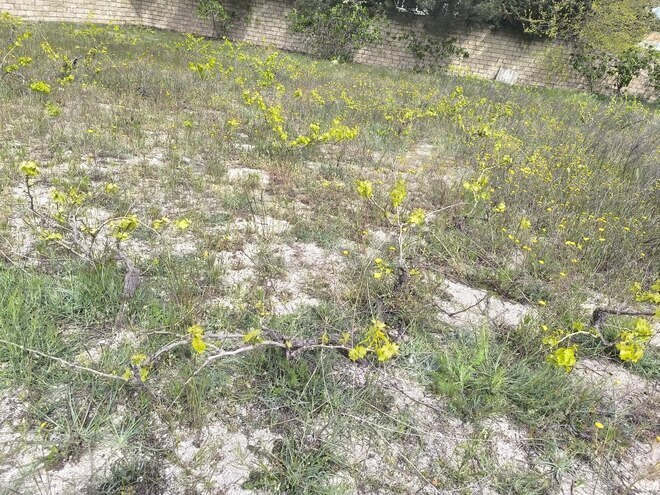 Продаётся  участок 3 сот, пос. Новханы, photo 4 from 6