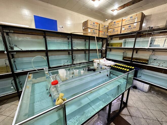 Продаётся  объект 65 м², м. Нефтчиляр, photo 4 from 6