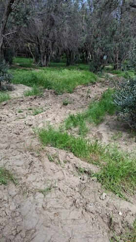 Продаётся  участок 300 сот, м. Насими, photo 1 from 6