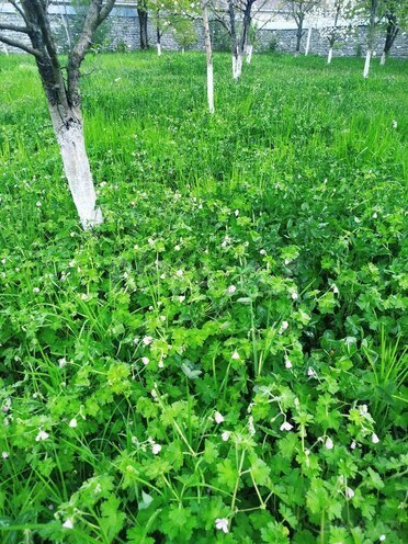 Продаётся  участок 5 сот, photo 6 from 8