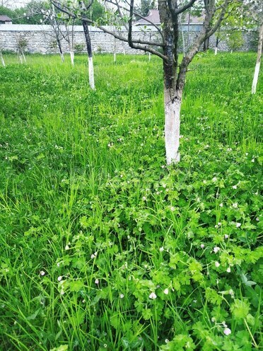 Продаётся  участок 5 сот, photo 4 from 8