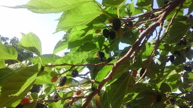 Продаётся 3-комн. дом/дача 65 м², Абшеронcкий  р., photo 11 from 15