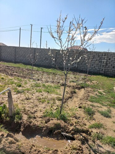 Продаётся  участок 10 сот, пос. Маштаги, photo 8 from 11