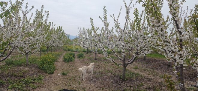 Satılır  torpaq 374 sot, photo 5 from 16