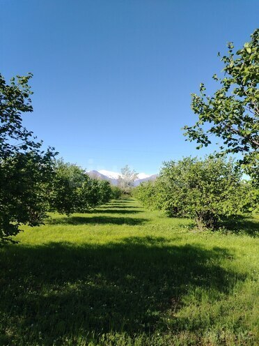 Продаётся  участок 120 сот, photo 8 from 12