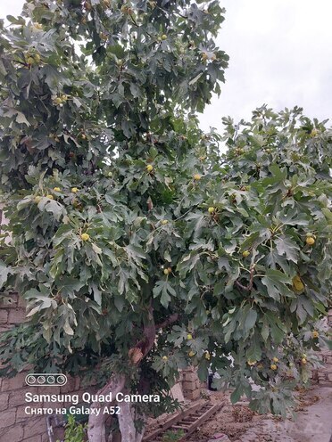Продаётся  участок 6 сот, пос. Фатмаи, photo 3 from 9