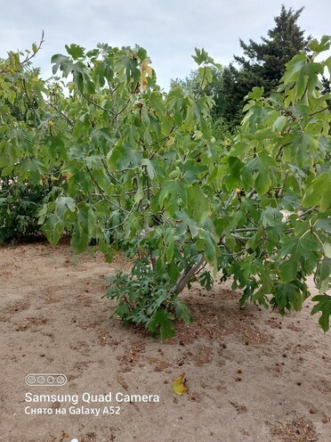 Продаётся  участок 6 сот, пос. Фатмаи, photo 5 from 9