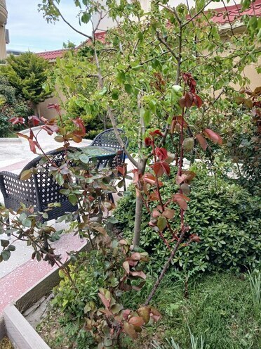 Satılır 9 otaqlı həyət evi/bağ evi 800 m², Badamdar q., photo 5 from 22