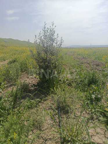 Продаётся  объект 50 000 м², пос. Аляты, photo 12 from 19