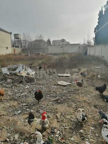 Продаётся  участок 8 сот, пос. Новханы, photo 1 from 11