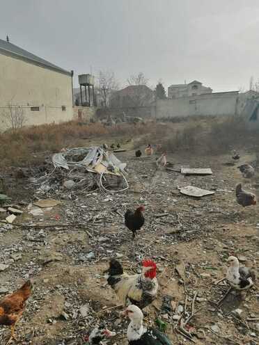 Продаётся  участок 8 сот, пос. Новханы, photo 9 from 11