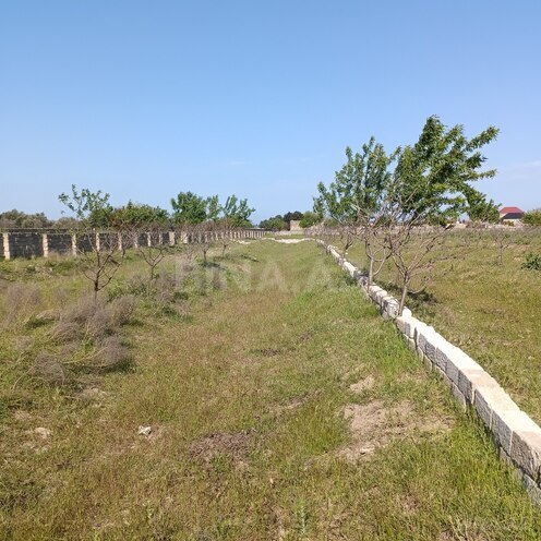 Продаётся  участок 130 сот, пос. Бина, photo 5 from 7