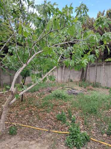 Satılır 6 otaqlı həyət evi/bağ evi 200 m², Masazır q., photo 7 from 23
