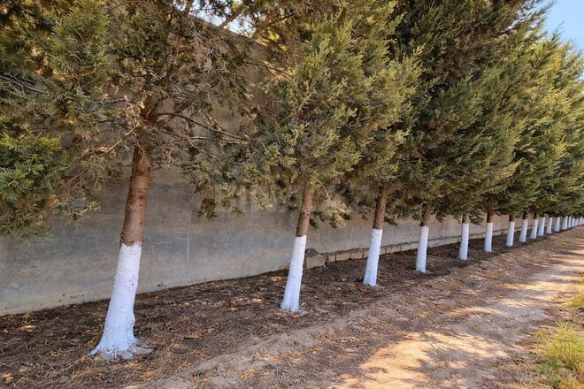 Satılır  torpaq 110 sot, Bilgəh q., photo 7 from 20