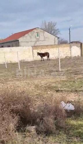 Продаётся  участок 10.5 сот, пос. Пиршаги, photo 5 from 6