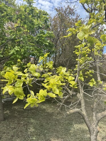 Продаётся  участок 3 сот, пос. Новханы, photo 8 from 10