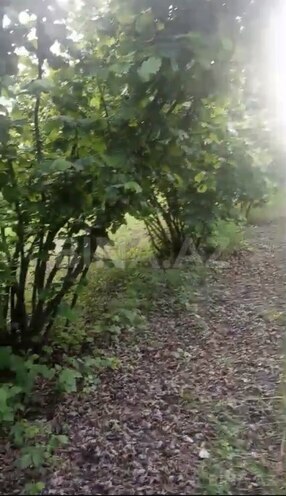 Продаётся  участок 95 сот, photo 3 from 6