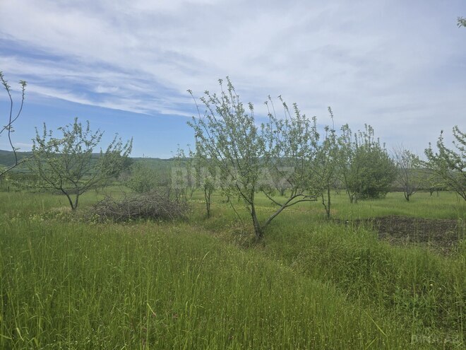 Продаётся  участок 49 сот, photo 3 from 8