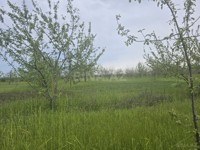 Продаётся  участок 49 сот, photo 5 from 8
