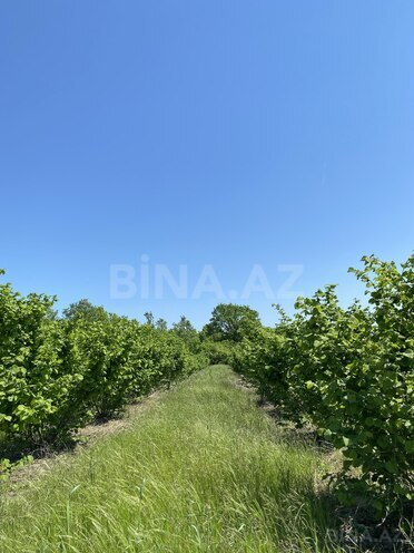 Продаётся  участок 154 сот, Хачмазский р., photo 1 from 7