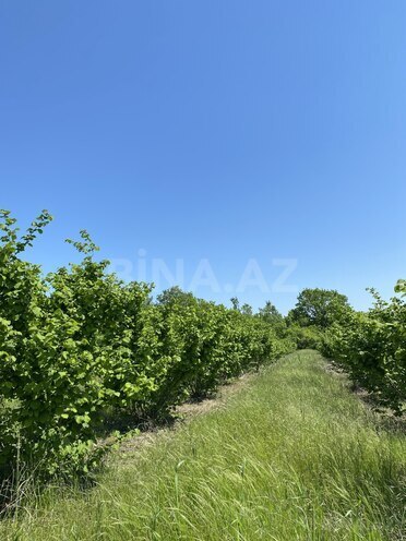 Продаётся  участок 154 сот, Хачмазский р., photo 3 from 7