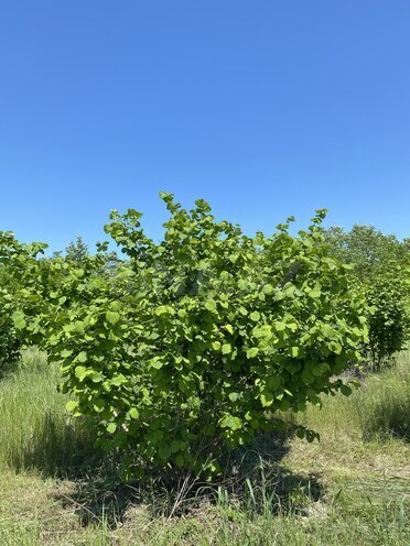 Продаётся  участок 154 сот, Хачмазский р., photo 6 from 7