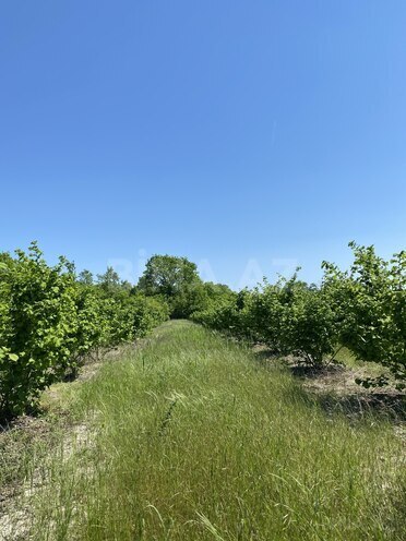 Продаётся  участок 154 сот, Хачмазский р., photo 4 from 7