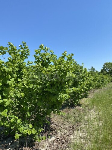 Продаётся  участок 154 сот, Хачмазский р., photo 5 from 7