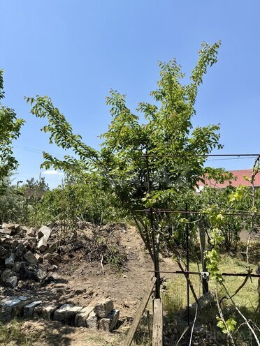 Продаётся  участок 9 сот, пос. Вишнёвка, photo 9 from 12