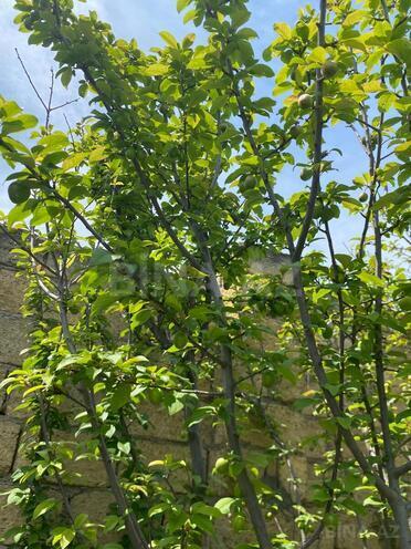 Продаётся  участок 6 сот, пос. Дигях, photo 13 from 18