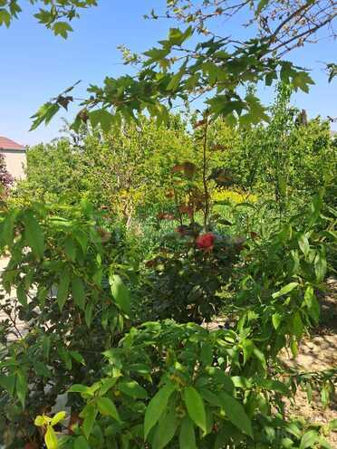 Satılır  torpaq 6 sot, Masazır q., photo 9 from 11
