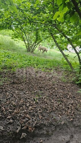 Продаётся  участок 0.5 сот, Хачмазский р., photo 1 from 3