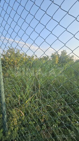 Продаётся  участок 0.5 сот, Хачмазский р., photo 4 from 5