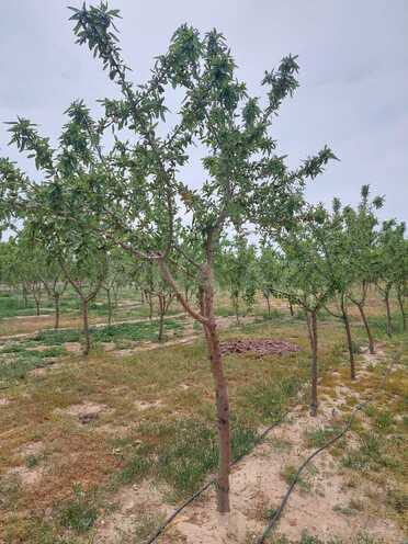 Satılır  obyekt 20 000 m², Türkan q., photo 26 from 30