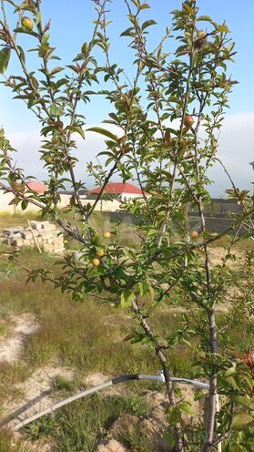 Продаётся  участок 10 сот, пос. Маштаги, photo 10 from 11