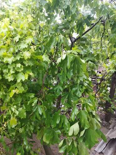 Продаётся  участок 2 сот, м. Ахмедлы, photo 6 from 9