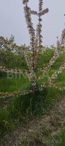 Продаётся  участок 115 сот, photo 4 from 11