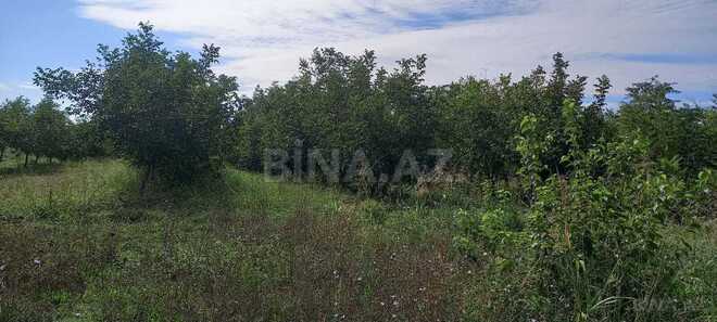 Продаётся  участок 152 сот, Хачмазский р., photo 3 from 7