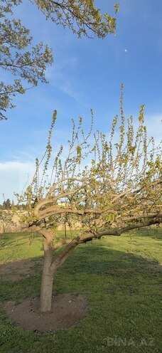 Продаётся  участок 33 сот, пос. Мардакан, photo 5 from 6