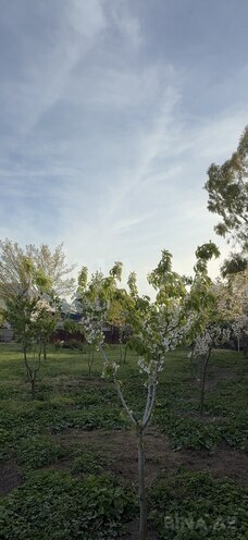 Продаётся  участок 33 сот, пос. Мардакан, photo 4 from 6