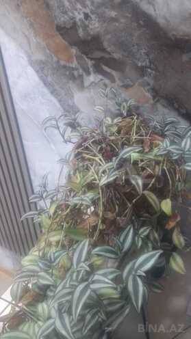 Сдаётся 2-комн. новостройка 70 м², м. Гянджлик, photo 7 from 8