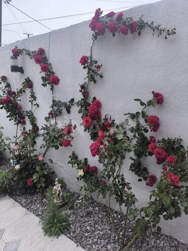 İcarəyə verilir 5 otaqlı həyət evi/bağ evi 210 m², Novxanı q., photo 8 from 23