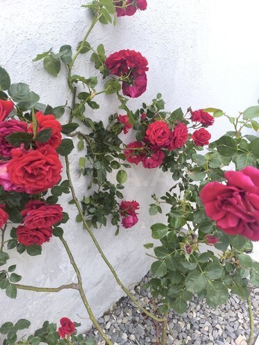İcarəyə verilir 5 otaqlı həyət evi/bağ evi 210 m², Novxanı q., photo 12 from 23