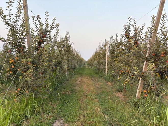 Satılır  torpaq 1 100 sot, Xaçmaz r., photo 3 from 24